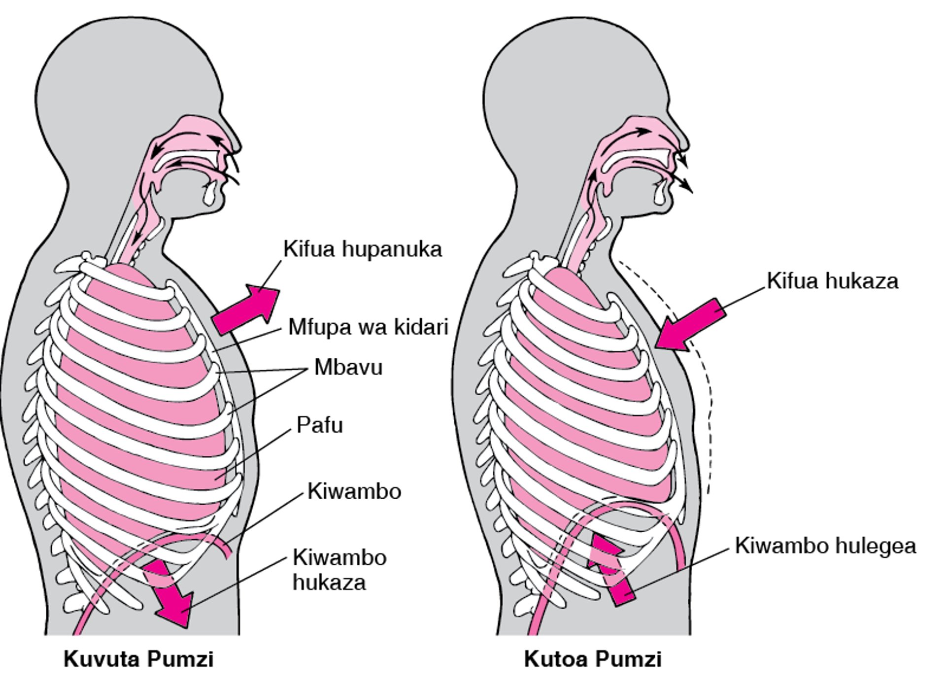 Jukumu la Kiwambo katika Upumuaji