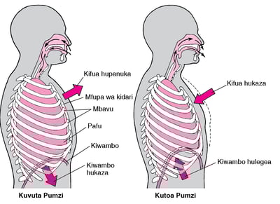 Jukumu la Kiwambo katika Upumuaji
