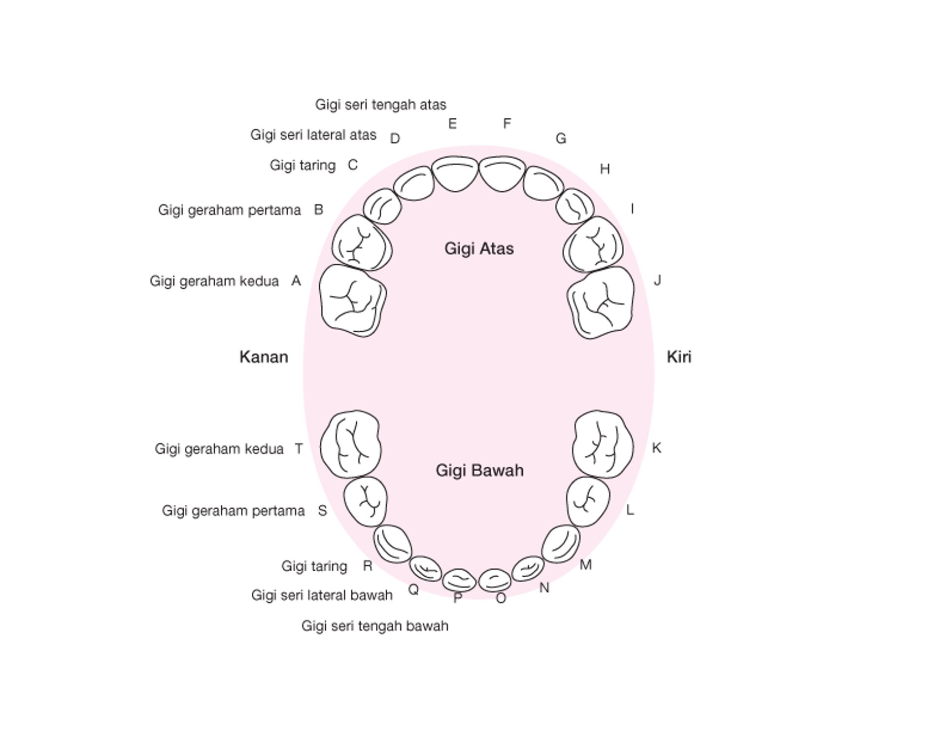 Mengidentifikasi Gigi Primer (Bayi)