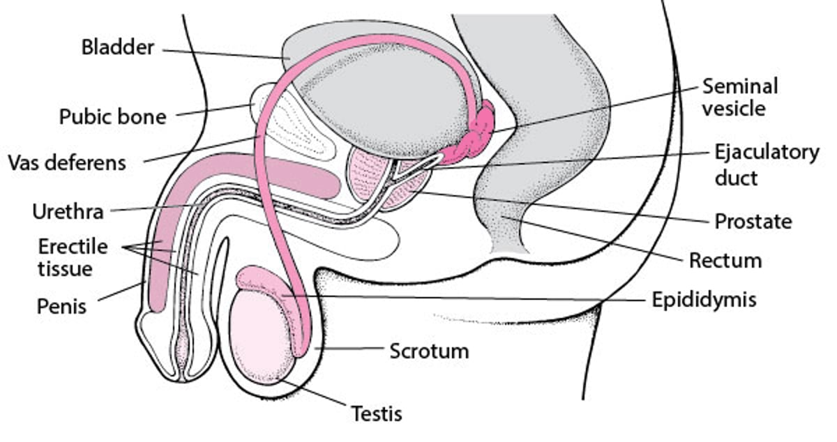 Saluran dari Penis ke Epididimis