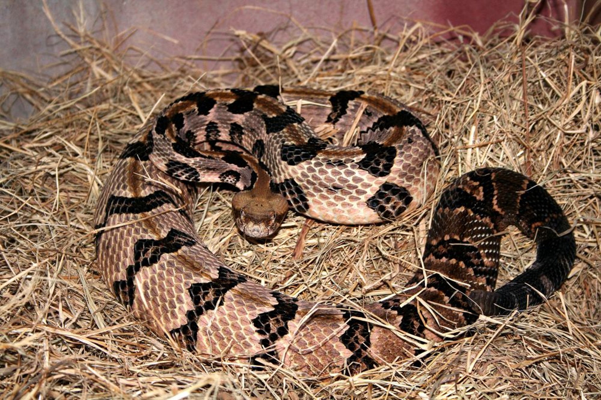 Cascabel de los bosques (Crotalus horridus)