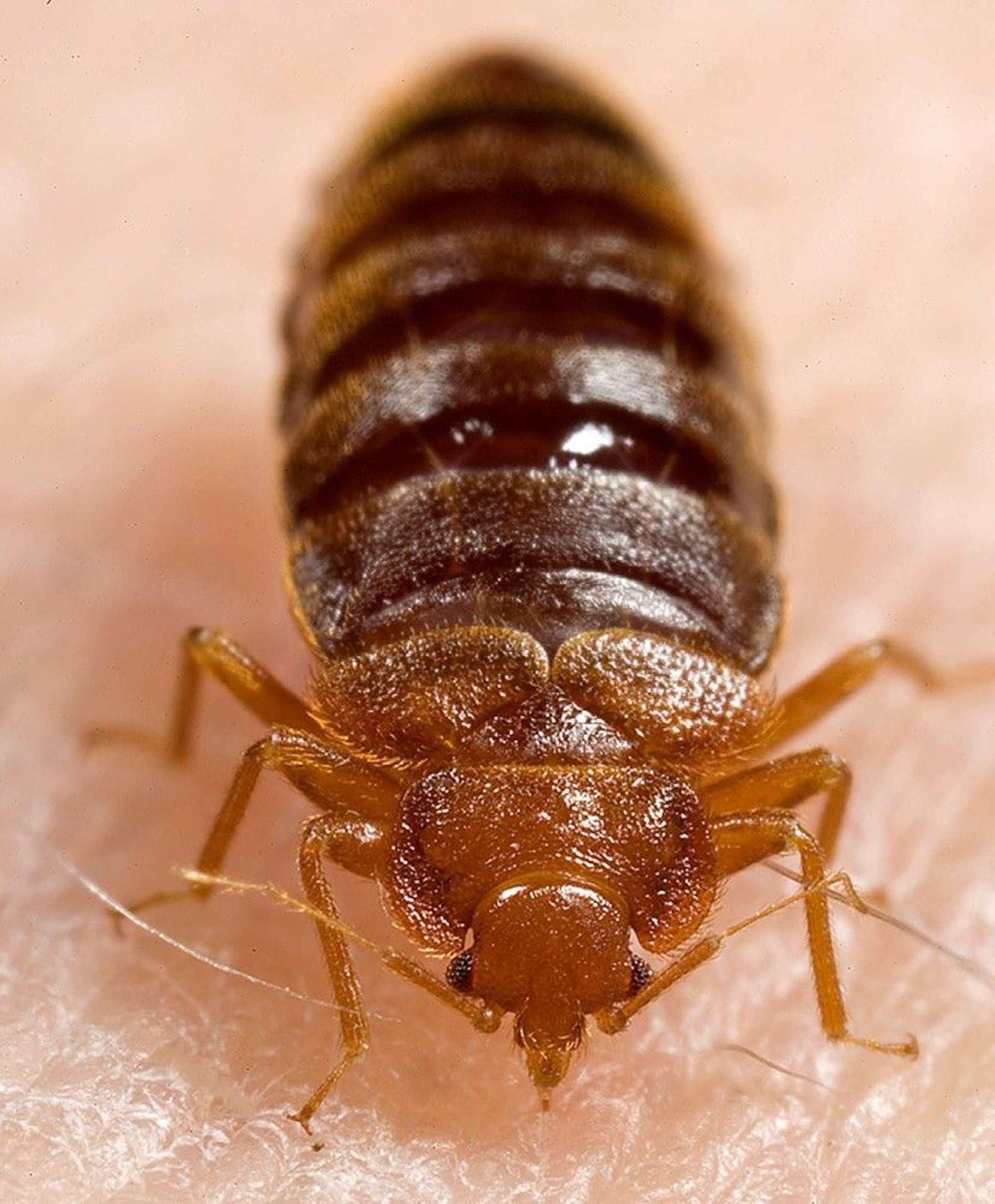 Bedbug (Frontal View)