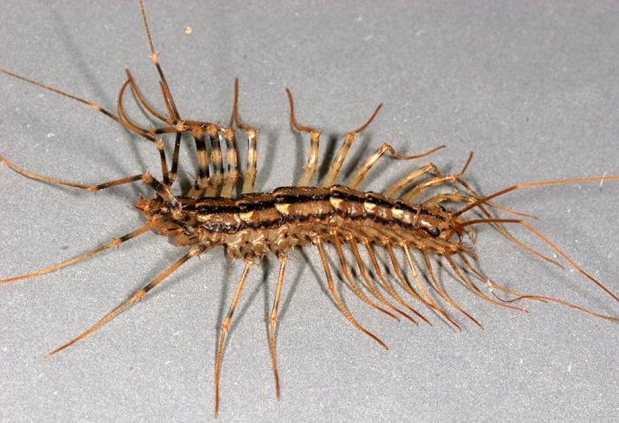 Centipede