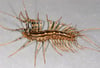 Scolopendres