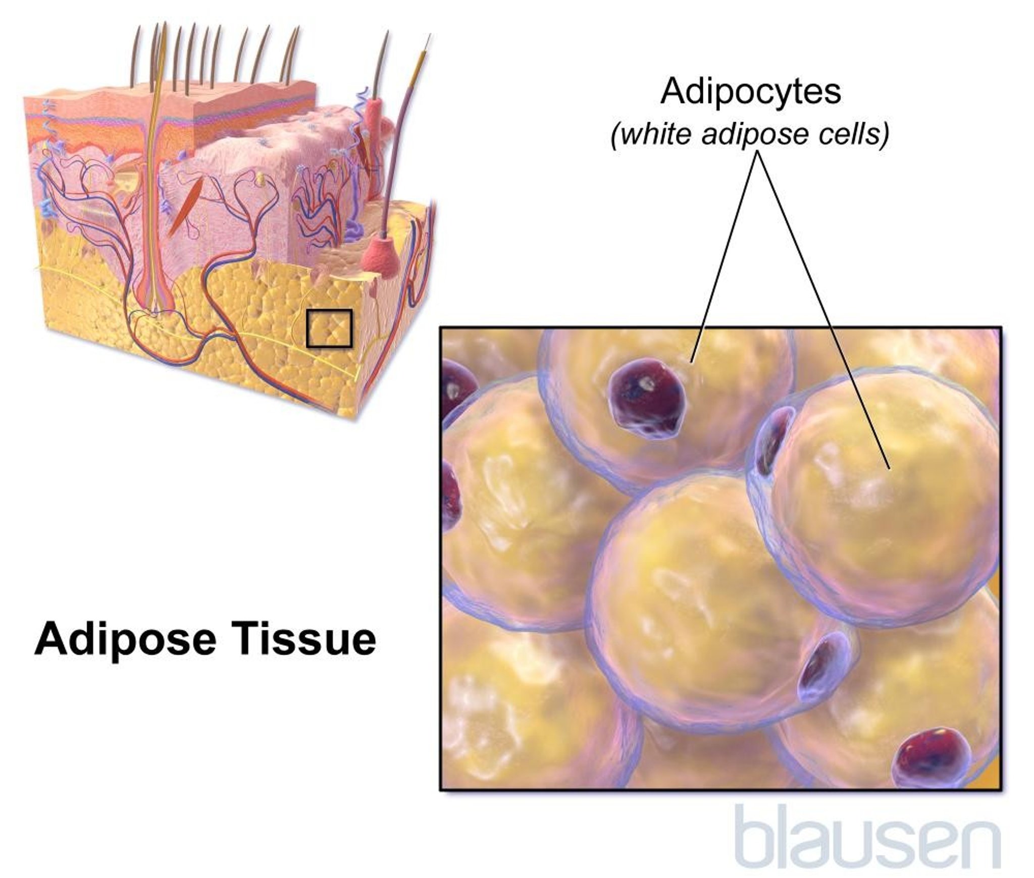 Adipose Tissue