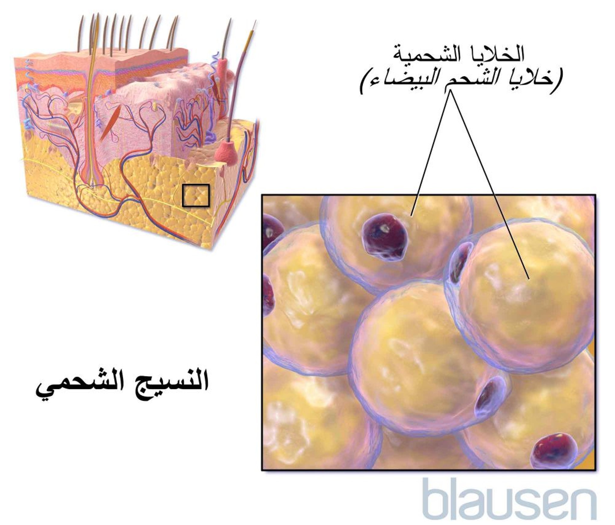 النسيج الشحمي