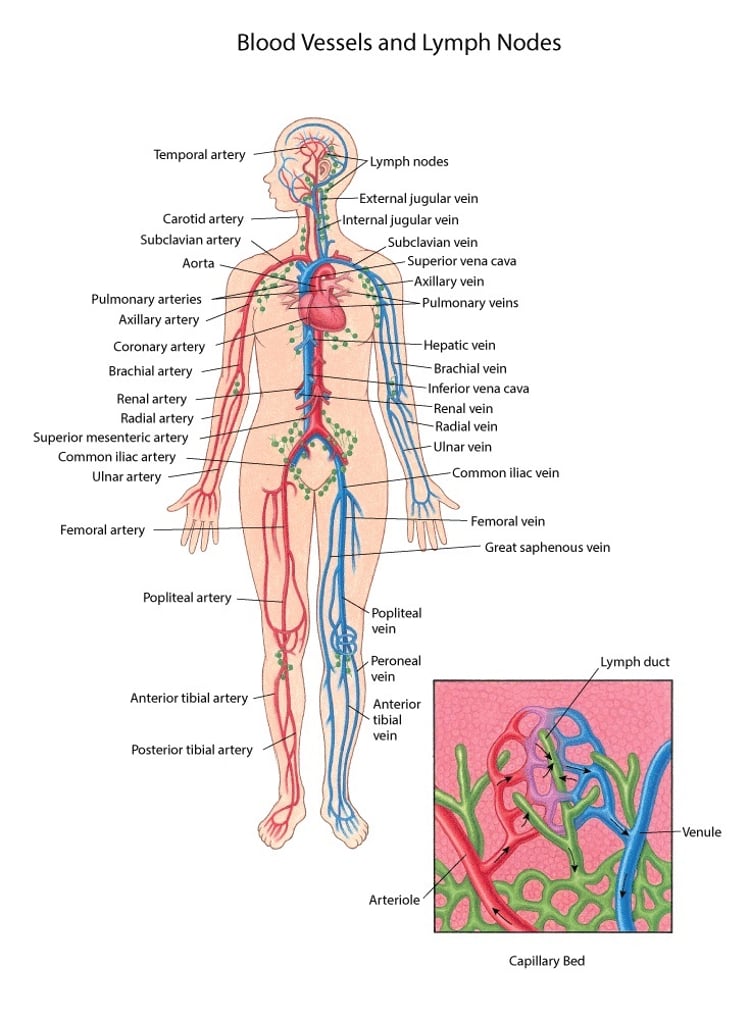 Image:Blood Vessels and Lymph Nodes-MSD Manual Consumer Version