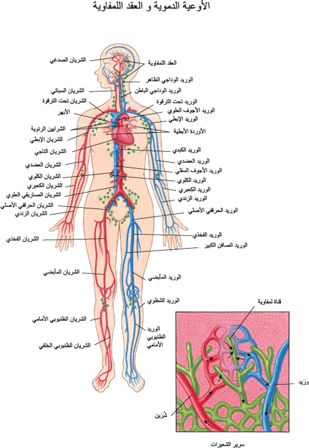 الأوعية الدموية والعُقد اللمفية