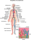 Blutgefäße und Lymphknoten