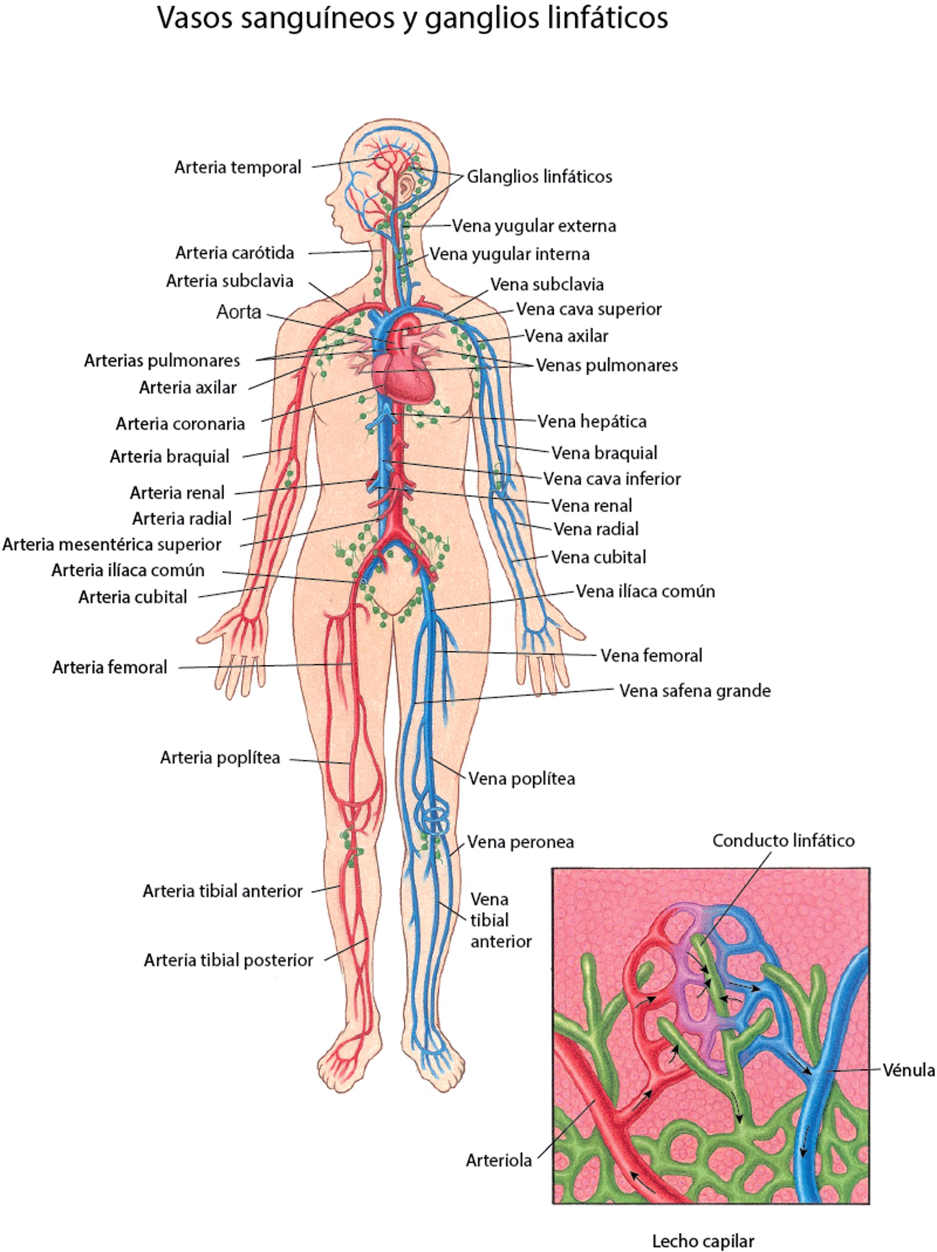 Vasos sanguíneos y ganglios linfáticos