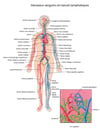 Vaisseaux sanguins et ganglions lymphatiques