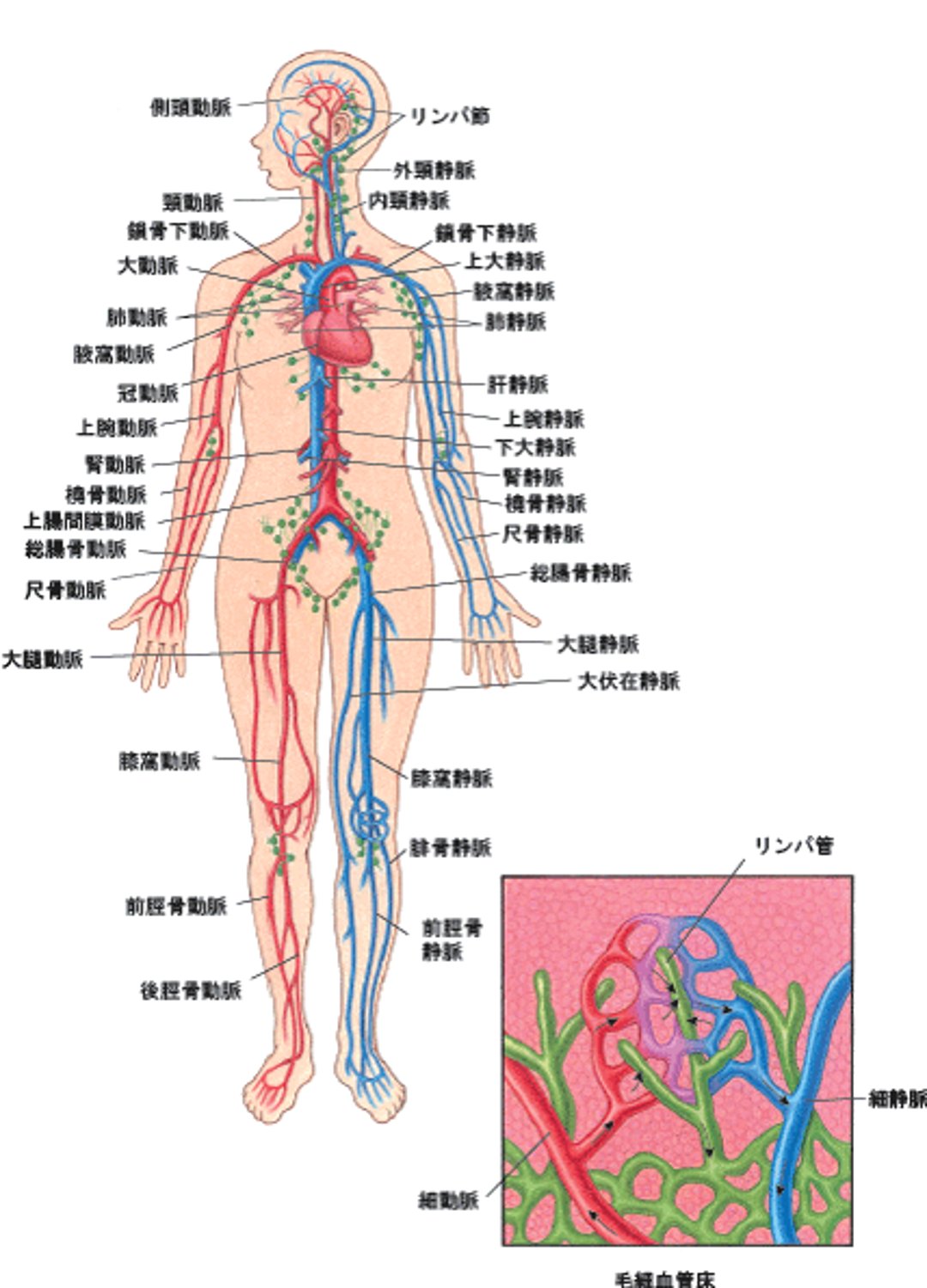 血管とリンパ節