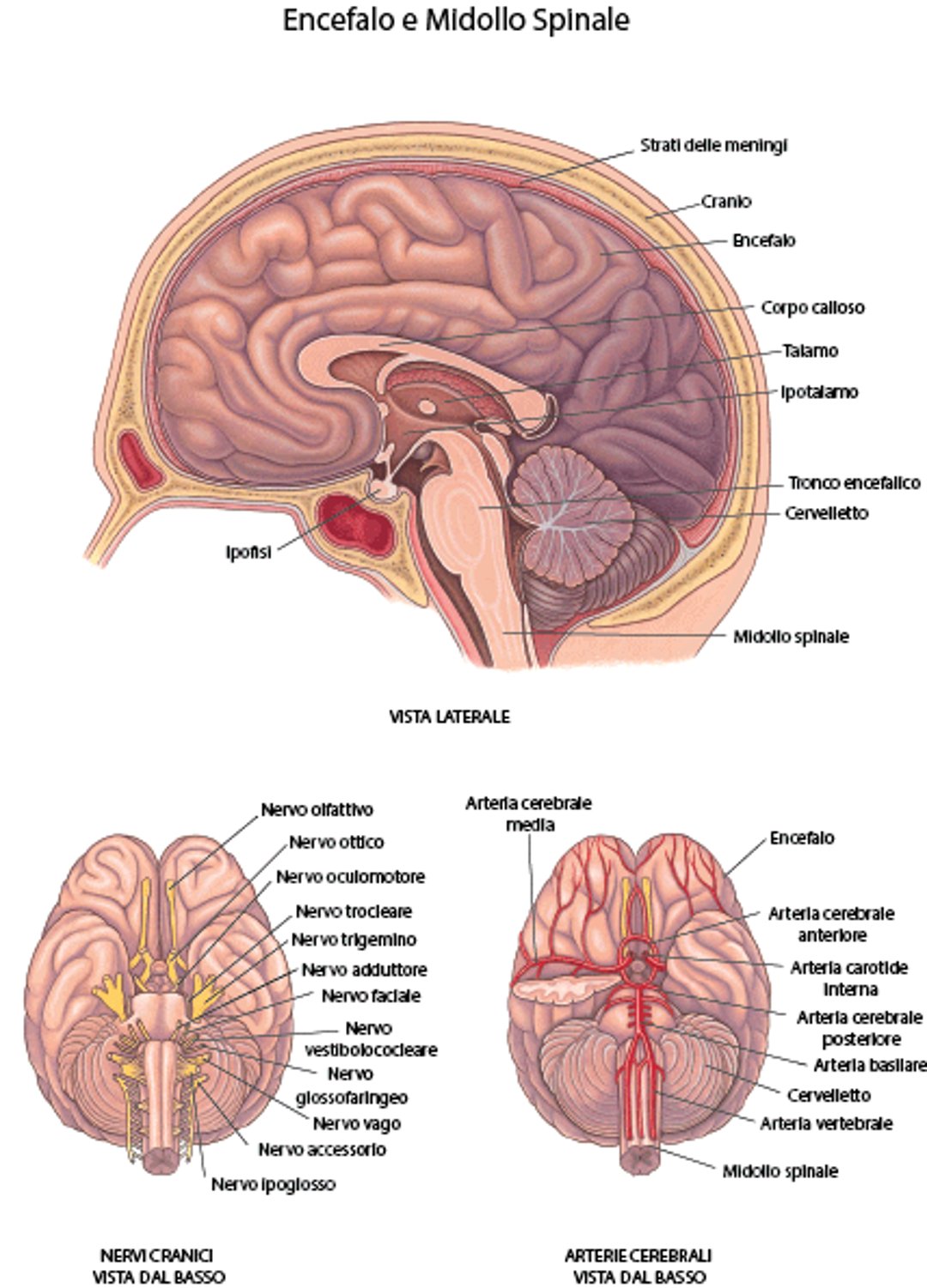 Cervello: Nervi e arterie