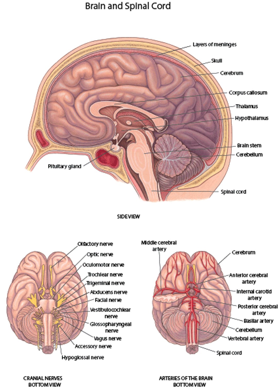 脳：神経と動脈