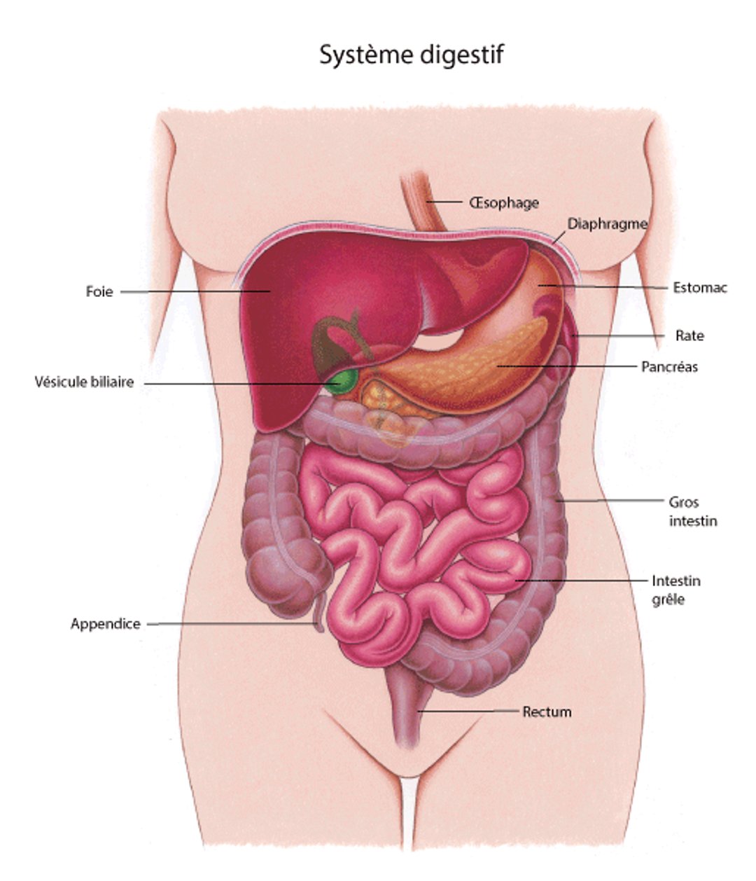 Aperçu de l’appareil digestif