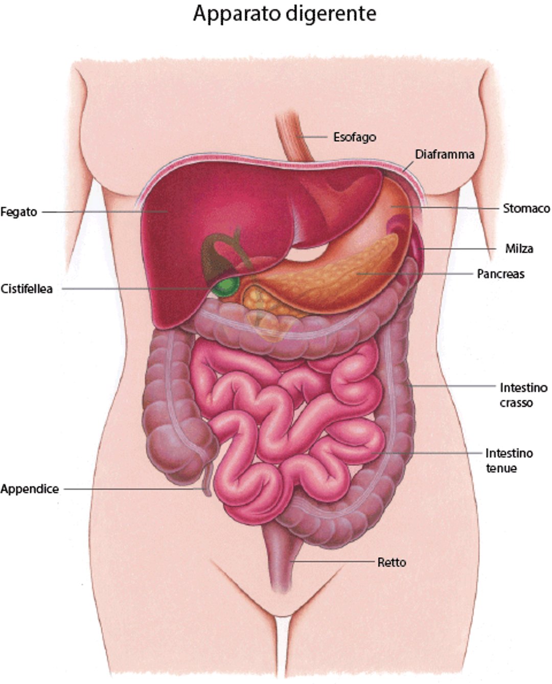 Panoramica sull’apparato digerente