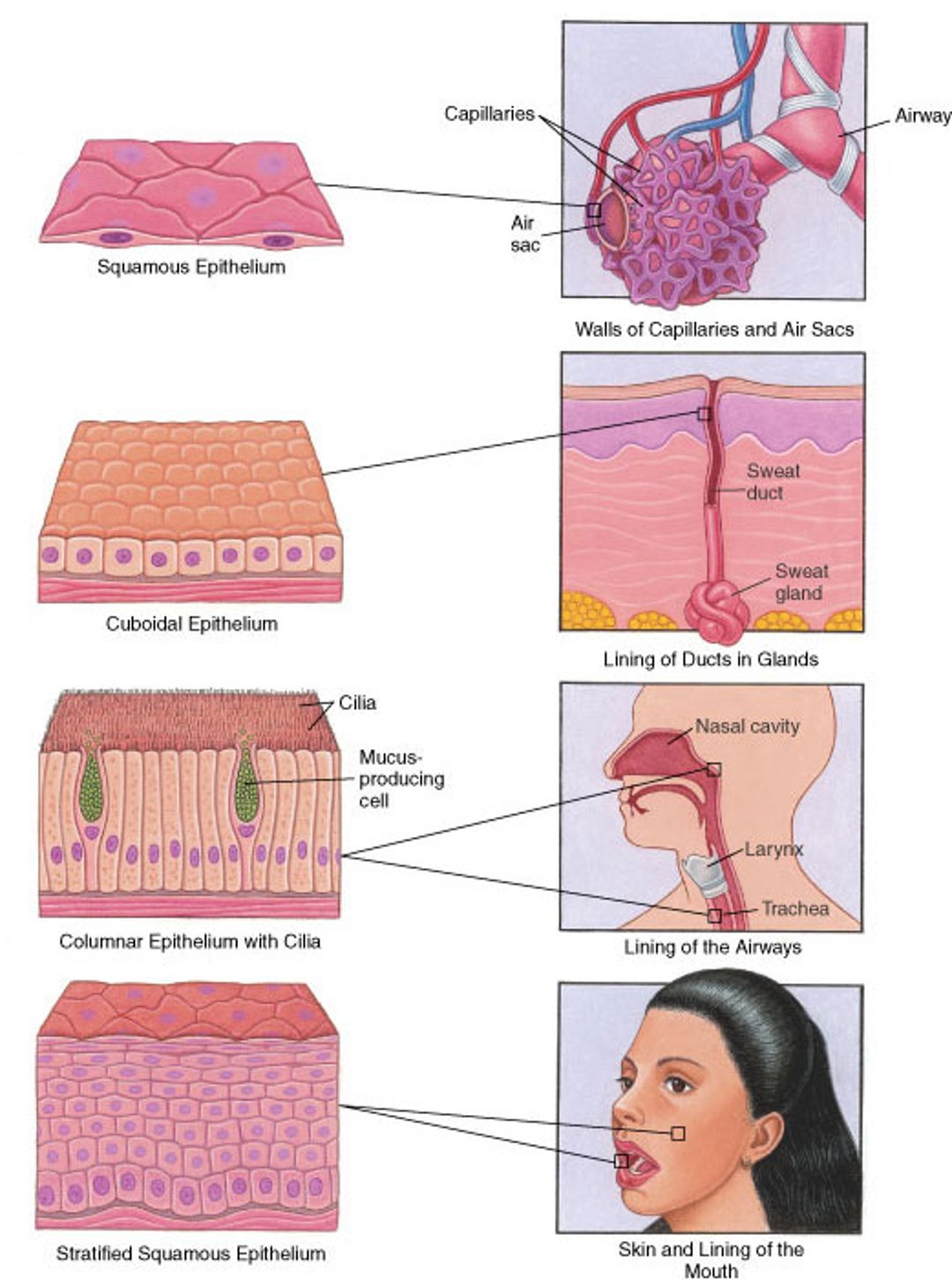 Epithelium: Surfaces of the Body