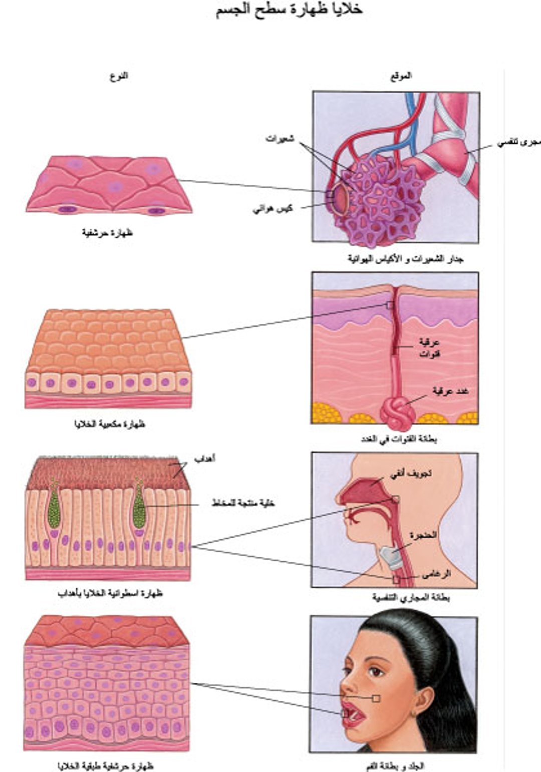 الظِّهارة: أسطح الجسم