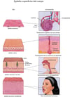 Epitelio: superficies del cuerpo