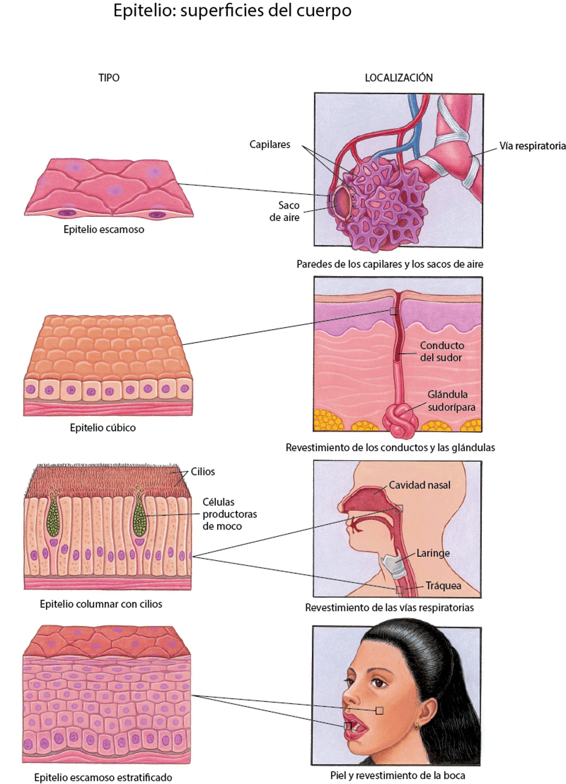 Epitelio: superficies del cuerpo
