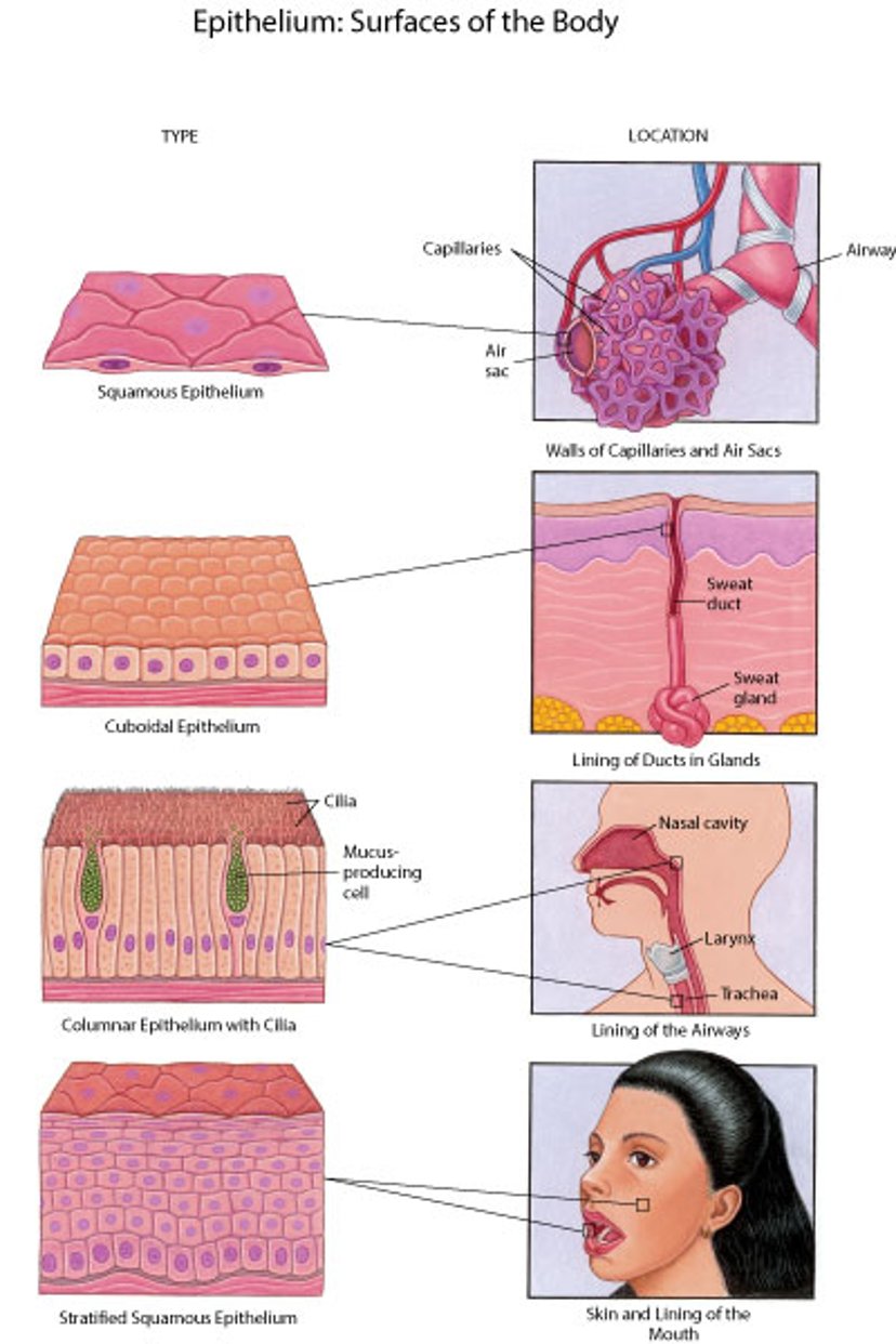 Épithélium : Revêtements de l’organisme