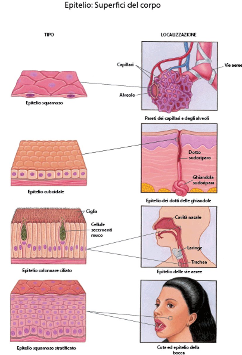 Epitelio: Superfici del corpo