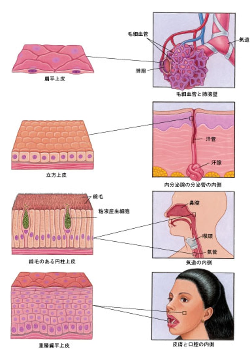 体表面を覆う組織（上皮）