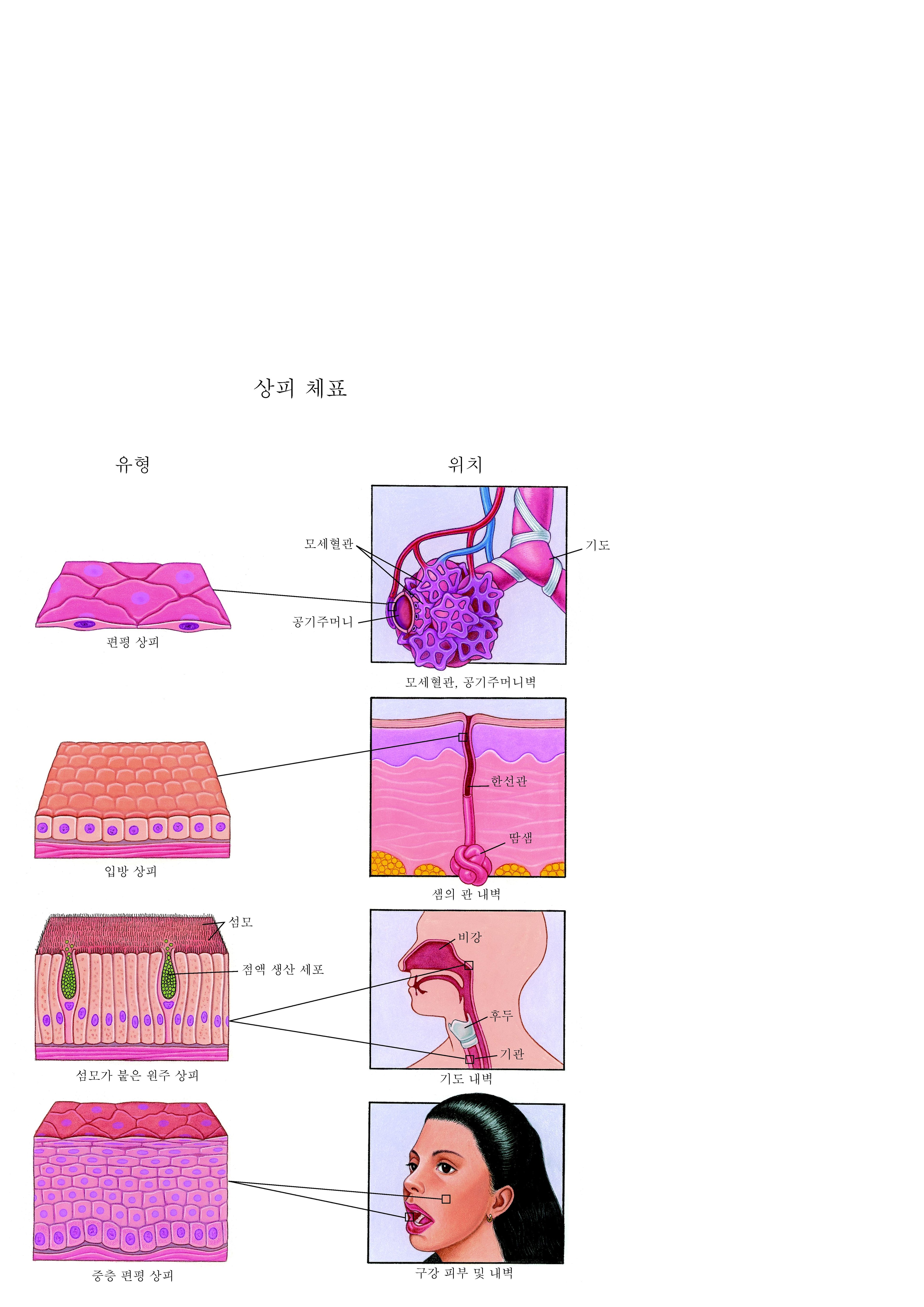 상피: 신체의 표면