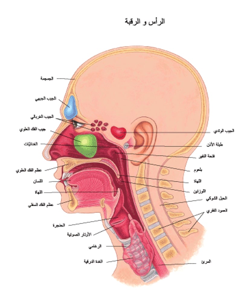 الأنف والأذن والحنجرة