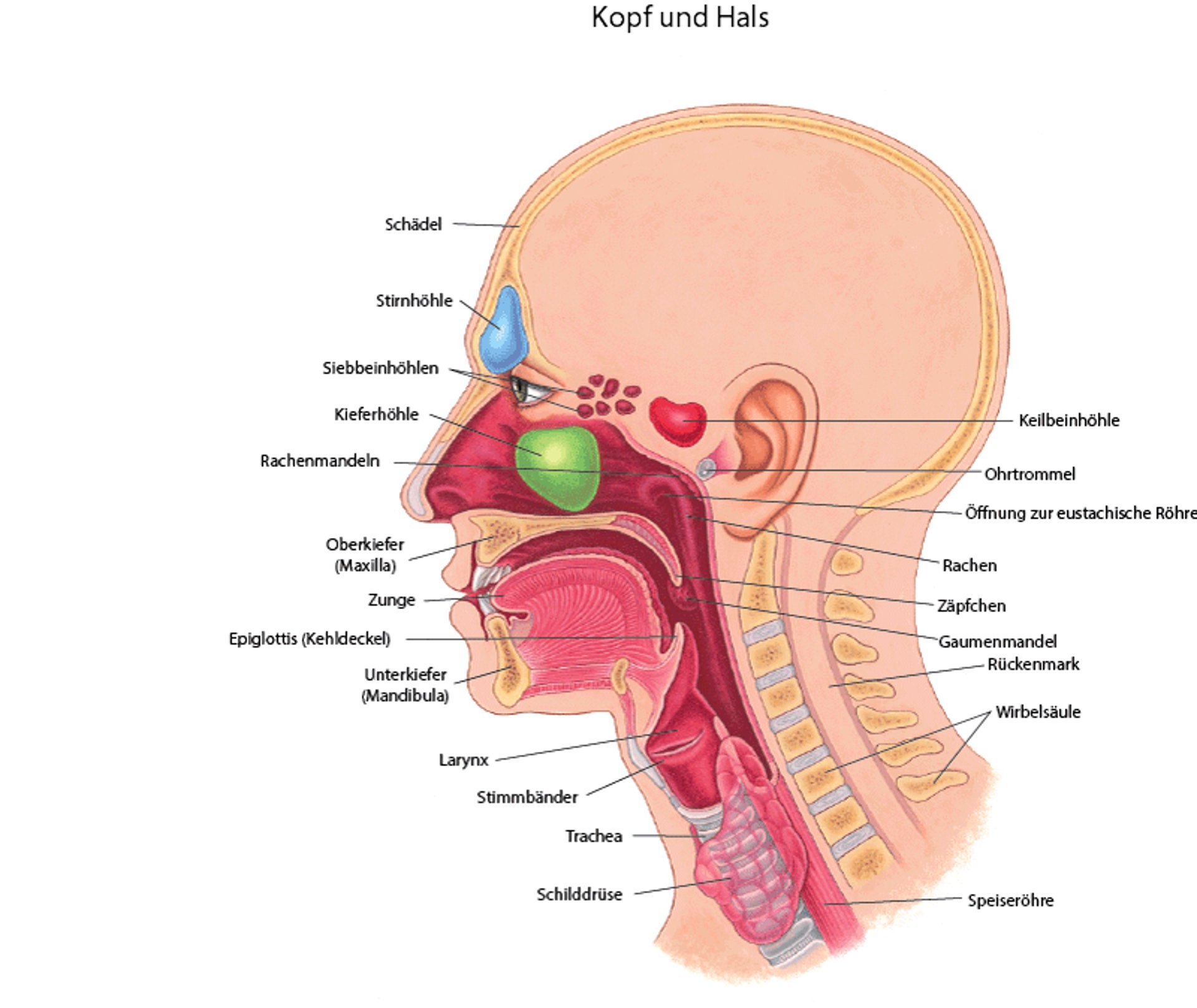 Ohren, Nase und Rachen
