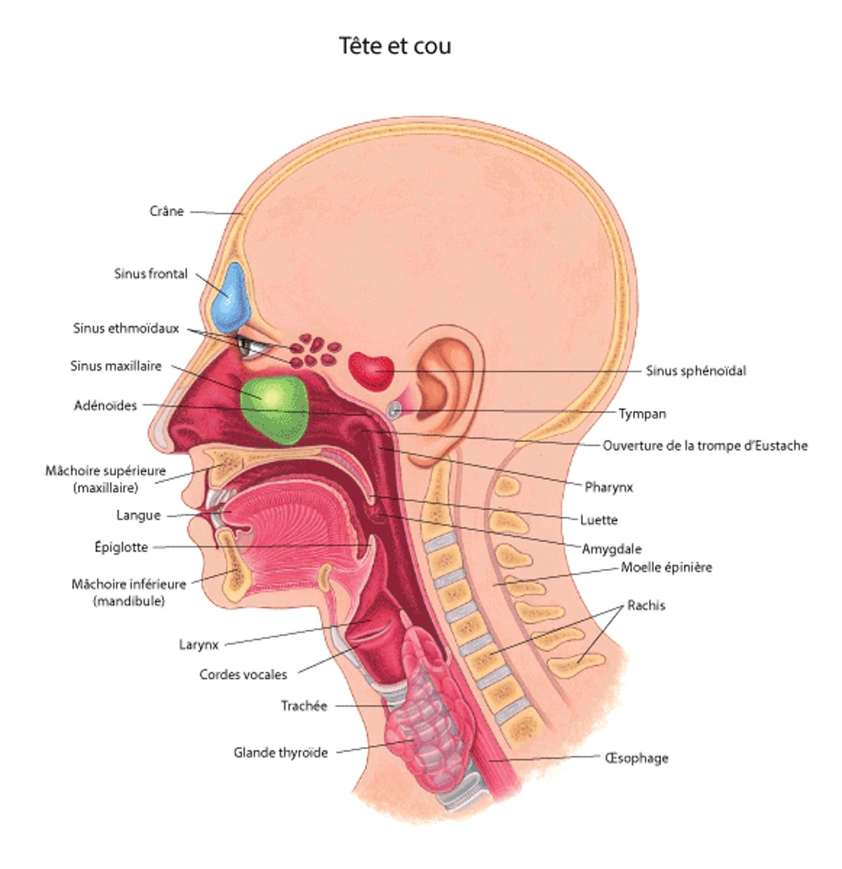 Oreille, nez et gorge