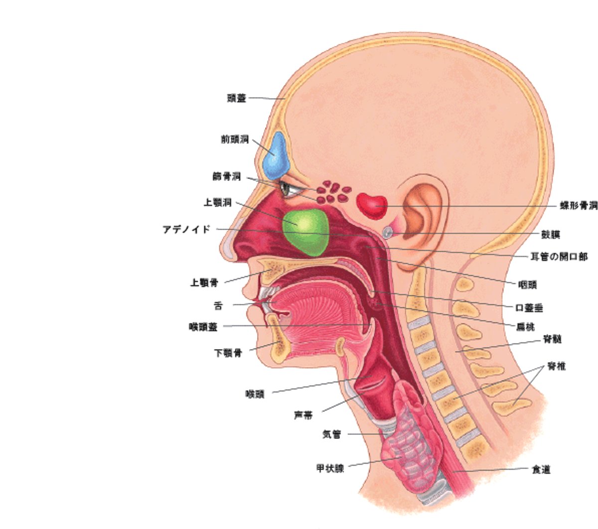 耳、鼻、のど