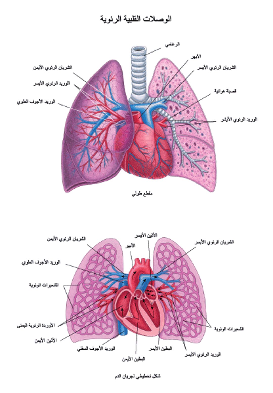 الارتباطات القلبية الرئوية