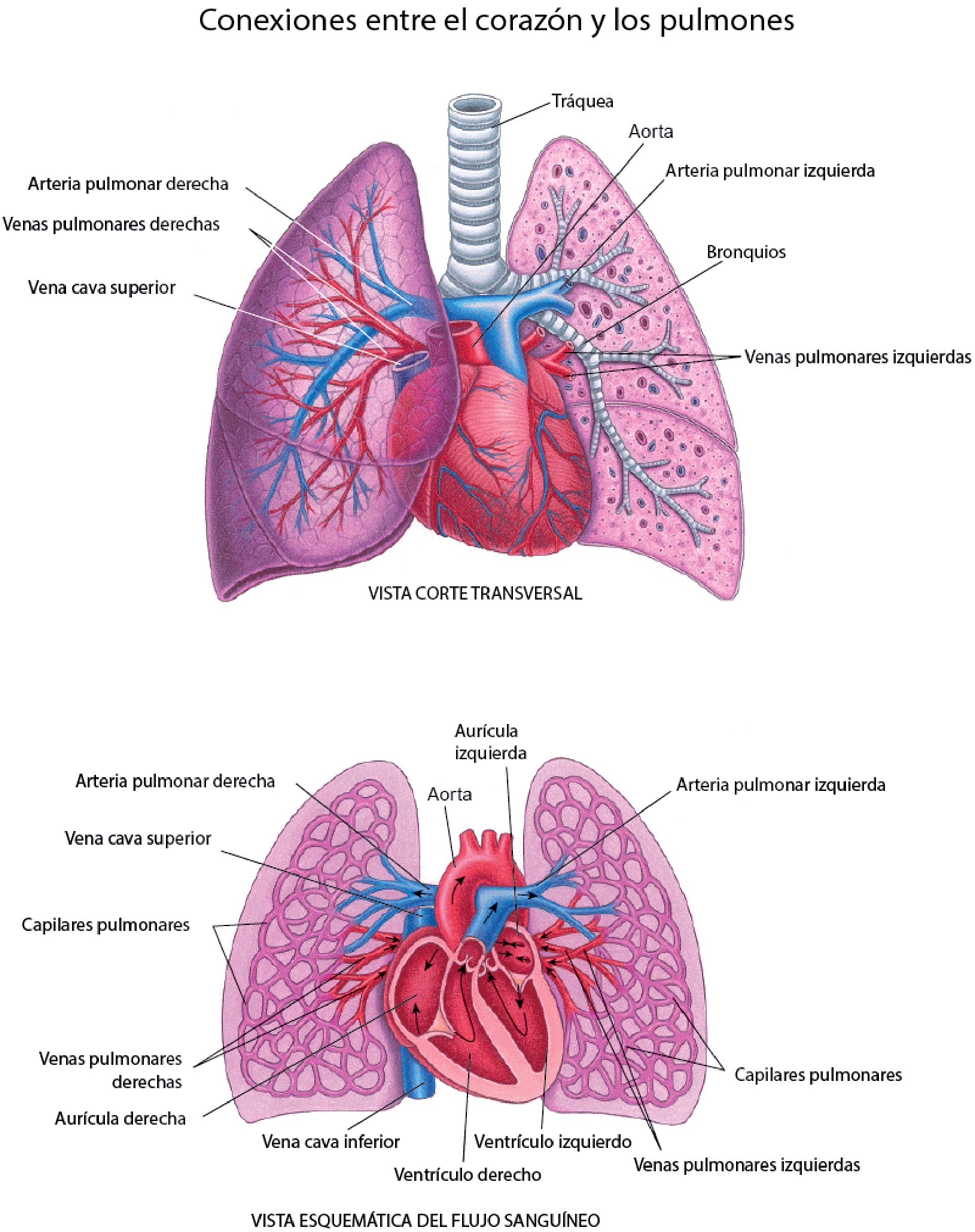 Conexiones entre el corazón y los pulmones