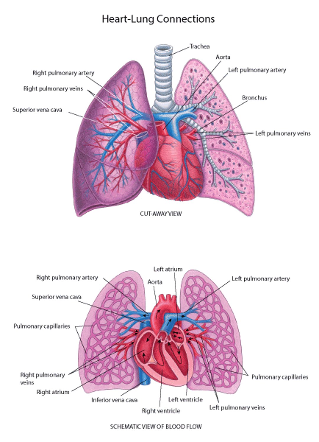 Connexions cœur-poumons