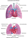 Connessioni cuore-polmone
