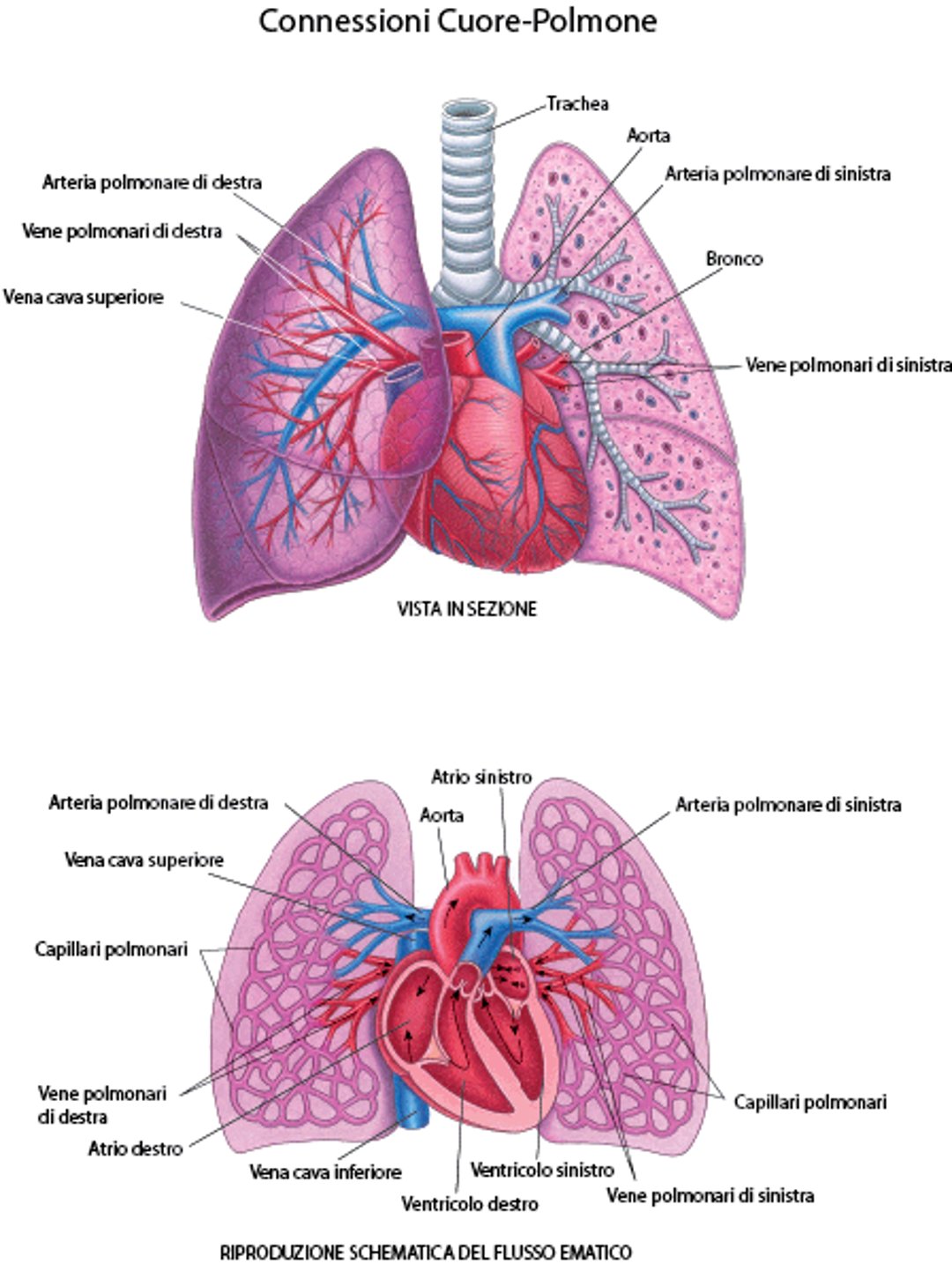 Connessioni cuore-polmone