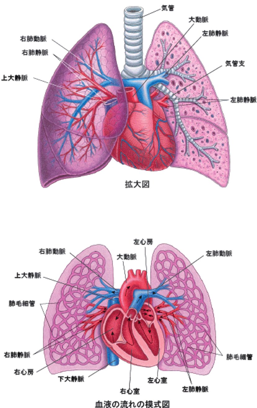 心臓、肺とその結合部