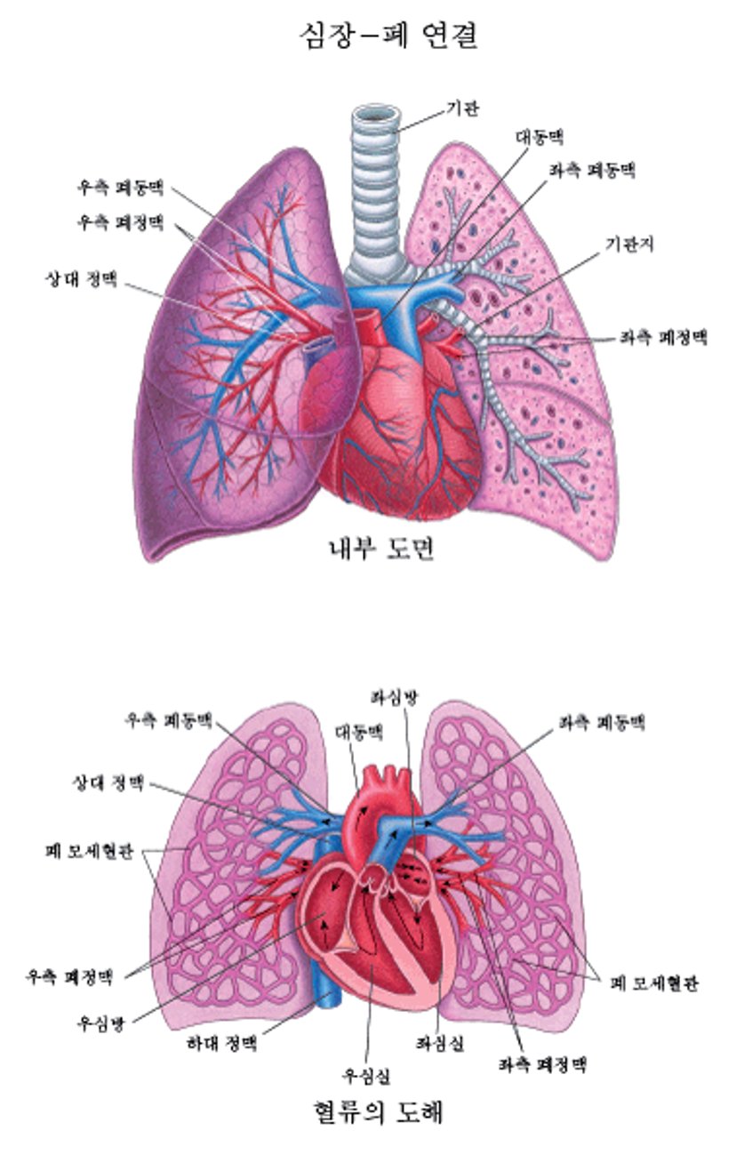 심장-폐 연결