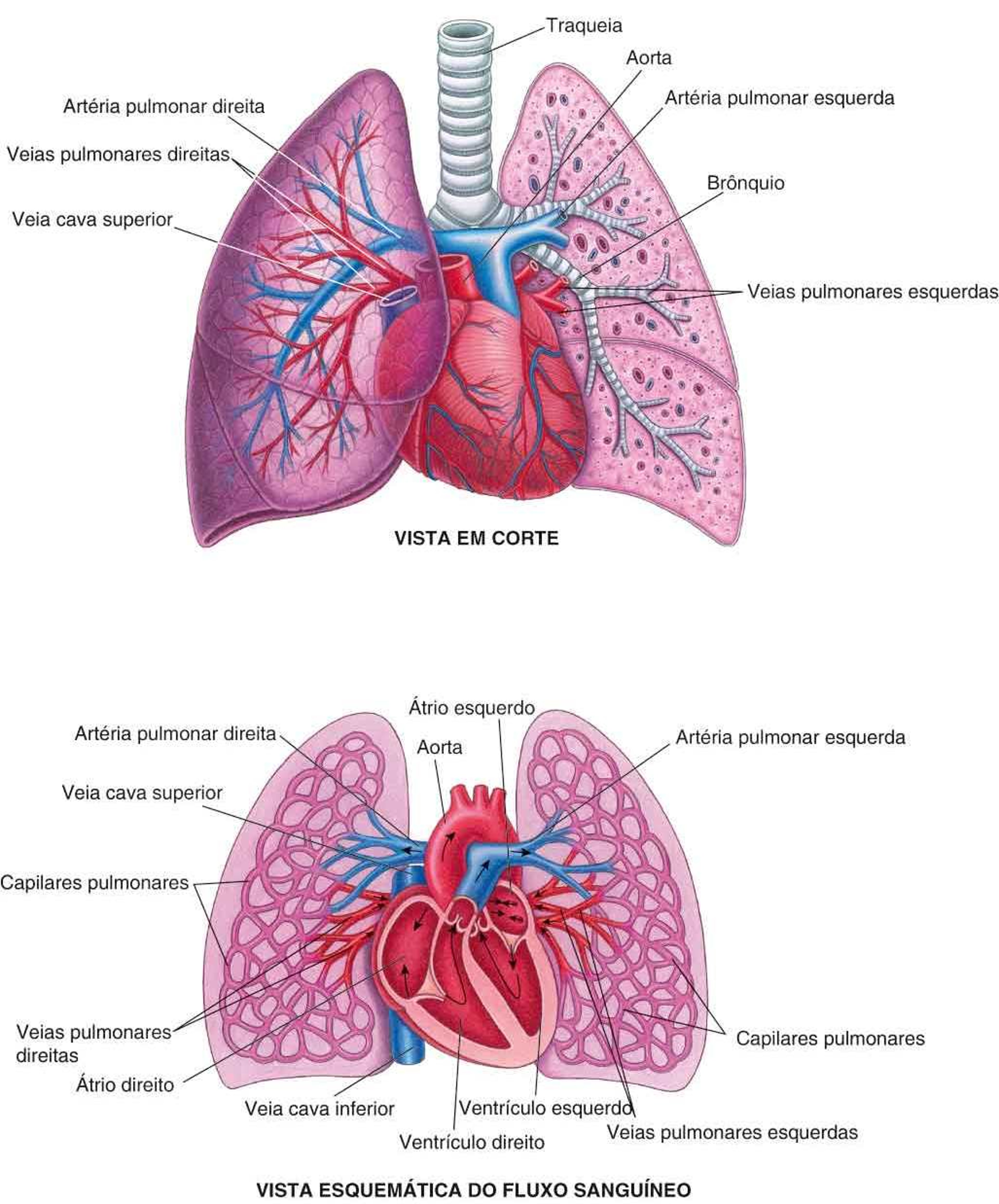Ligações coração-pulmão