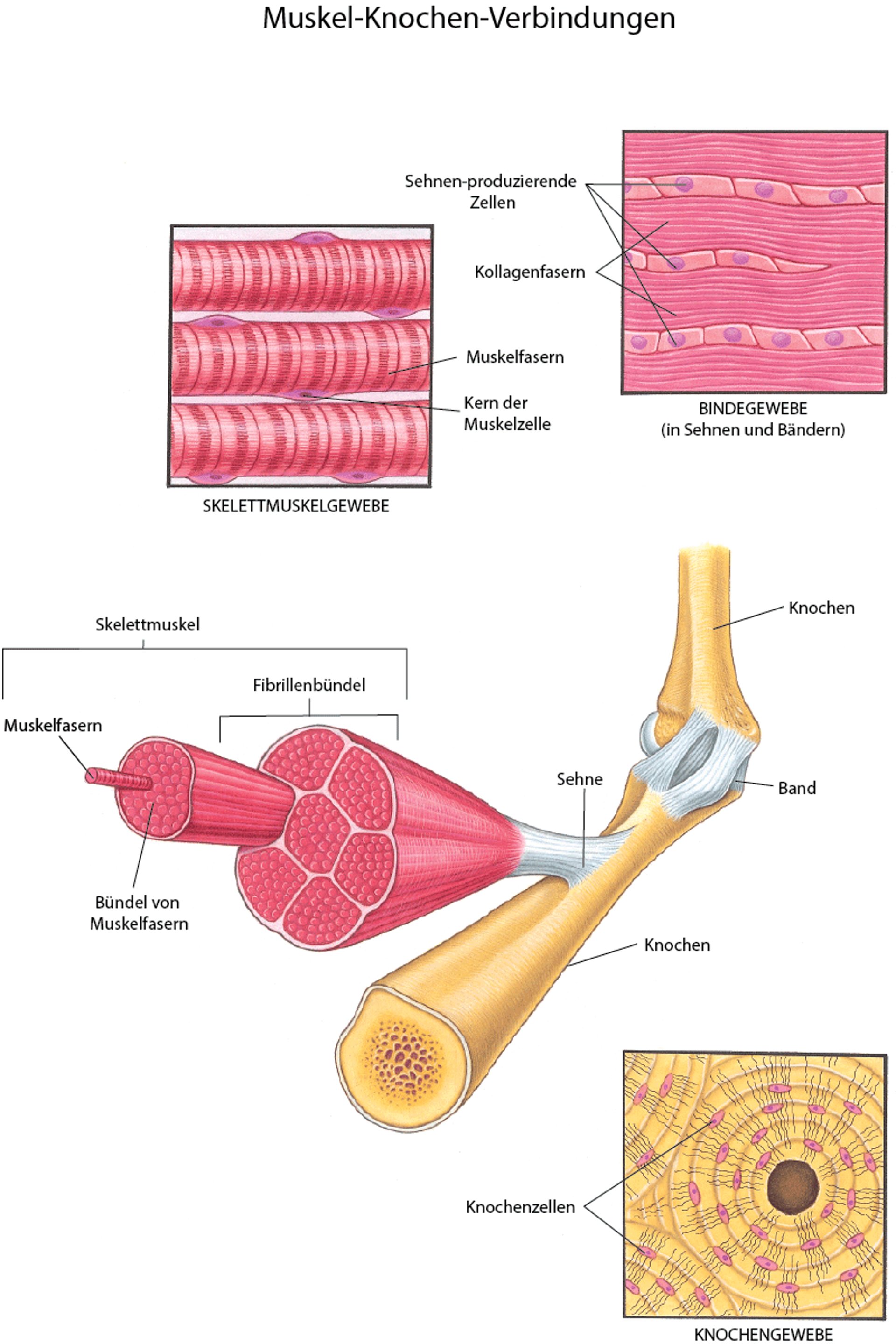 Muskeln und andere Gewebe des Bewegungsapparates