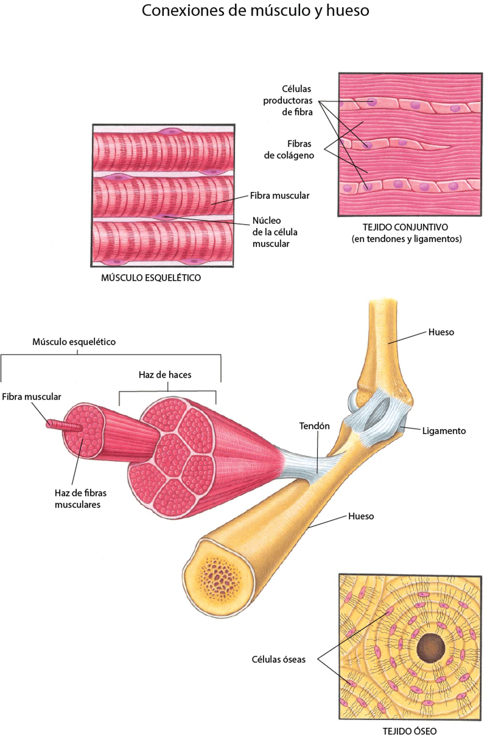 Músculos y otros tejidos del sistema musculoesquelético