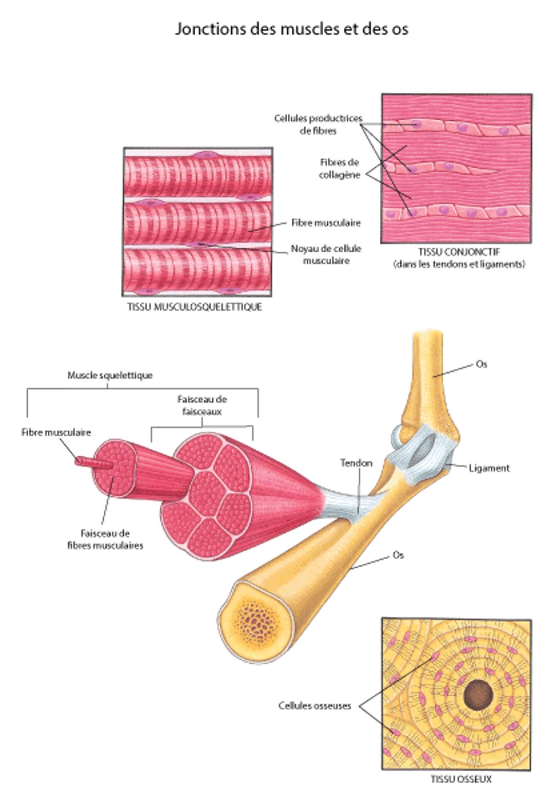 Muscles et autres tissus du système musculosquelettique