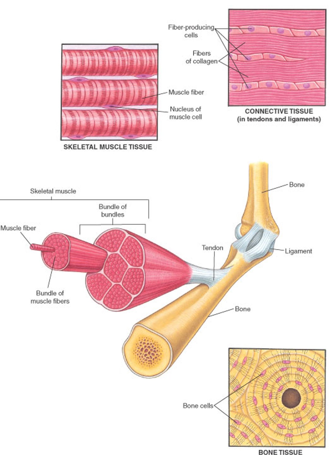 मस्कुलोस्केलेटल सिस्टम की मांसपेशियाँ और दूसरे ऊतक