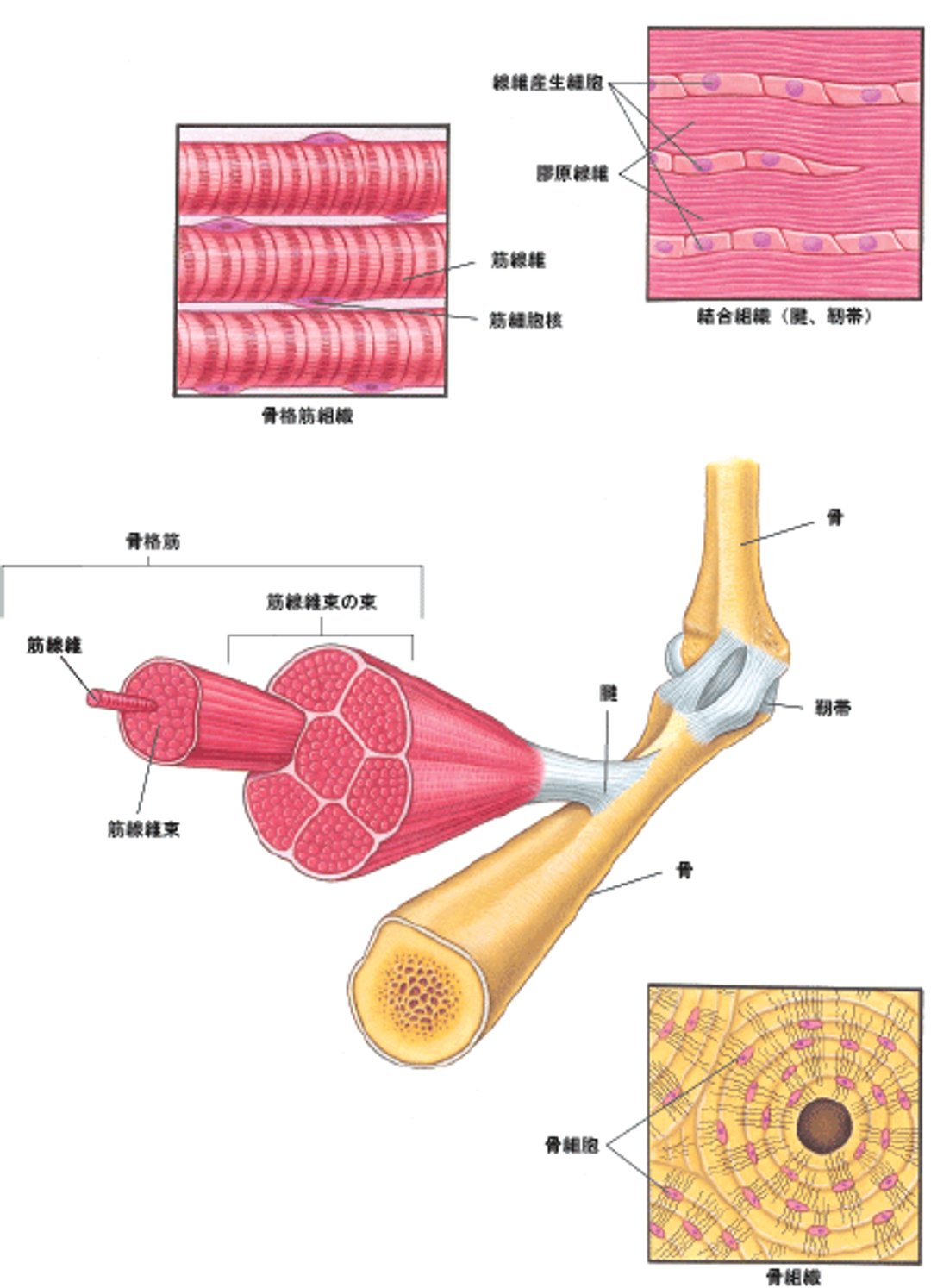 筋骨格系を構成する筋肉とその他の組織