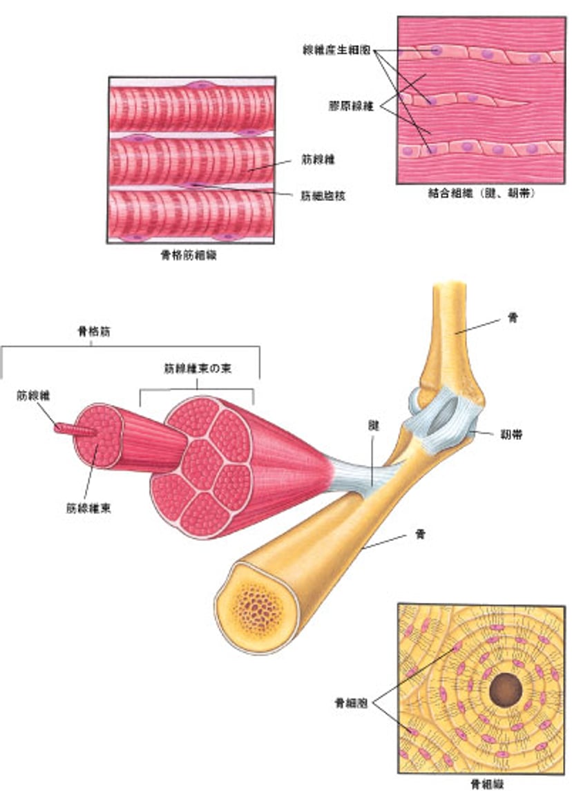 筋骨格系を構成する筋肉とその他の組織
