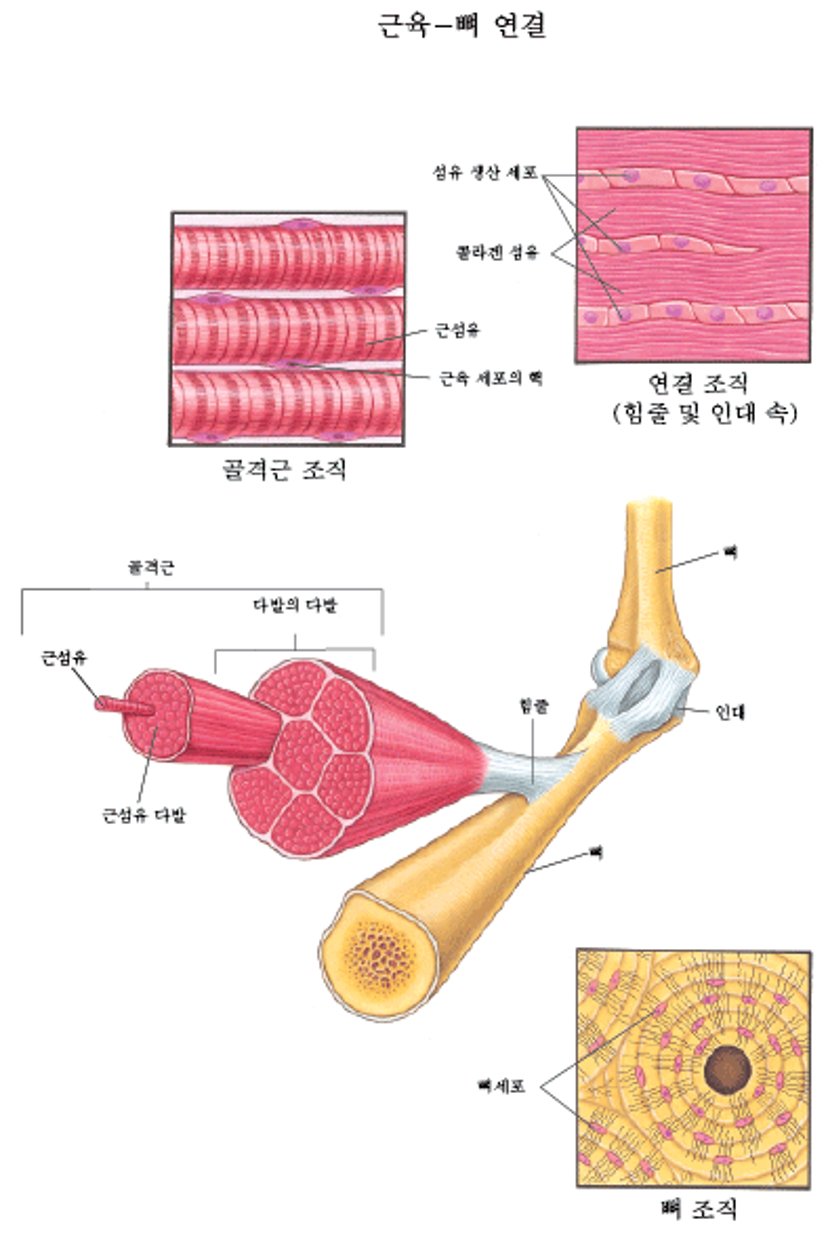 근골격계 근육과 다른 조직