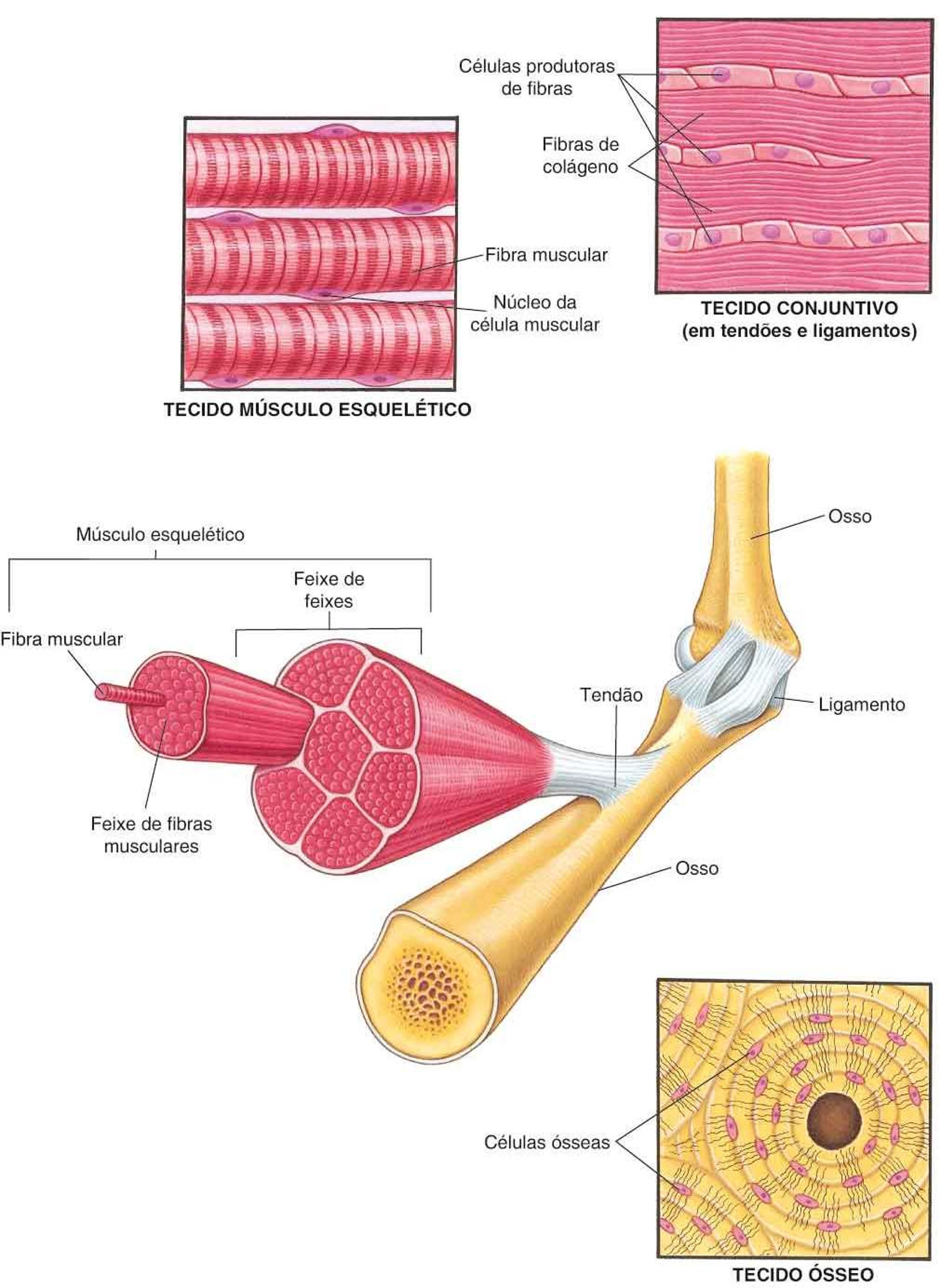Músculos e outros tecidos do sistema musculoesquelético