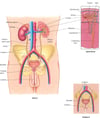 A View of the Urinary System