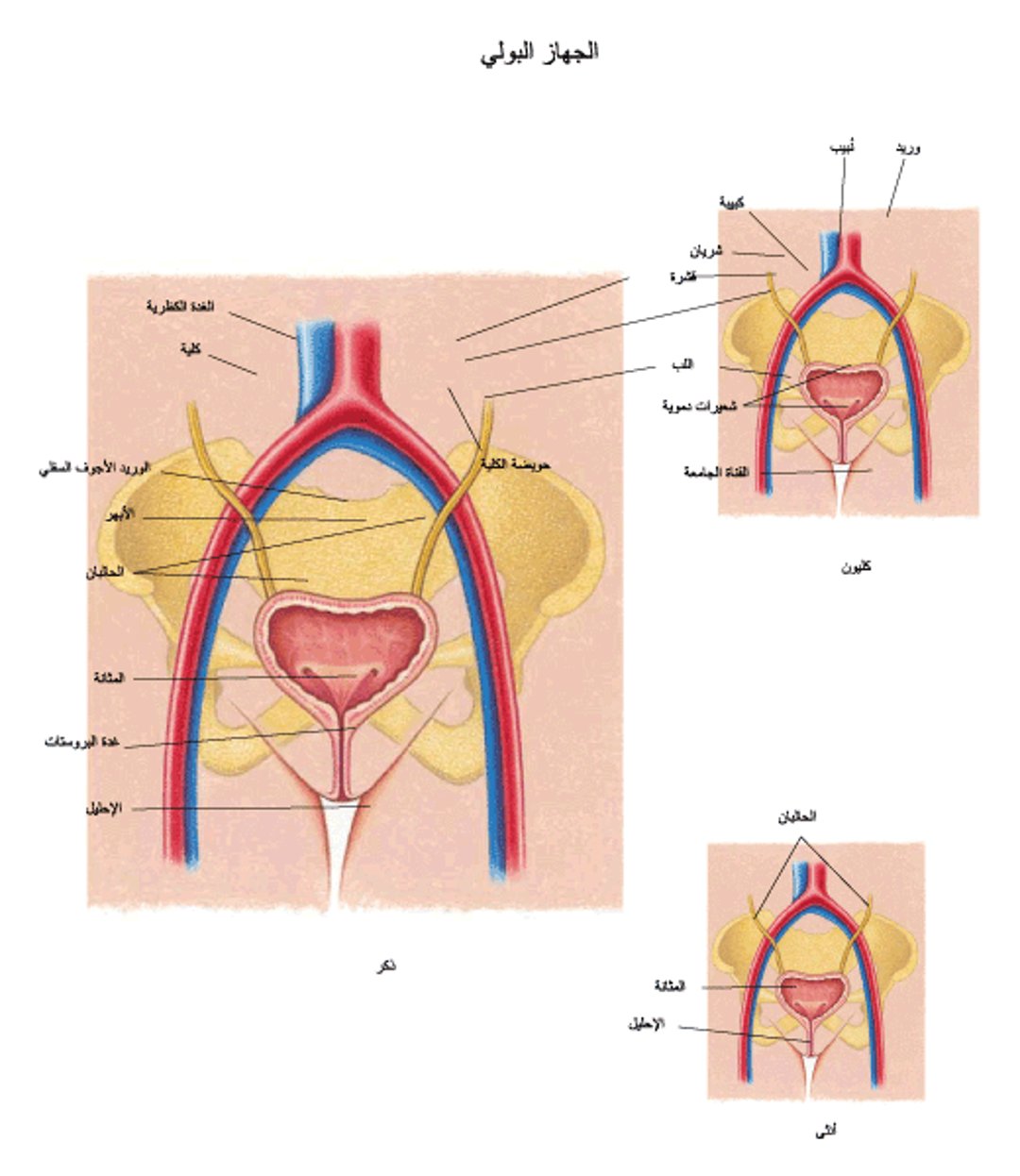 نظرة على الجهاز البولي